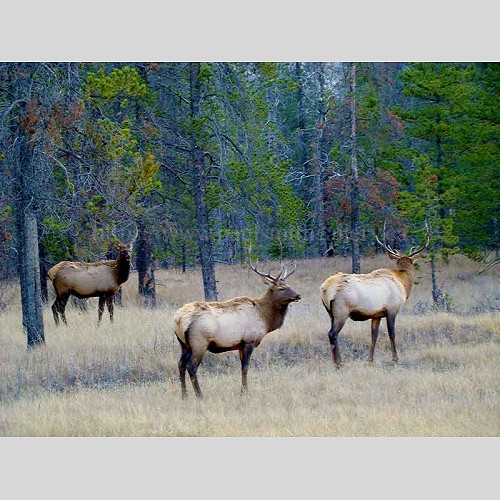 Rocky Mountain Elk Jasper Alberta Wildlife Photo